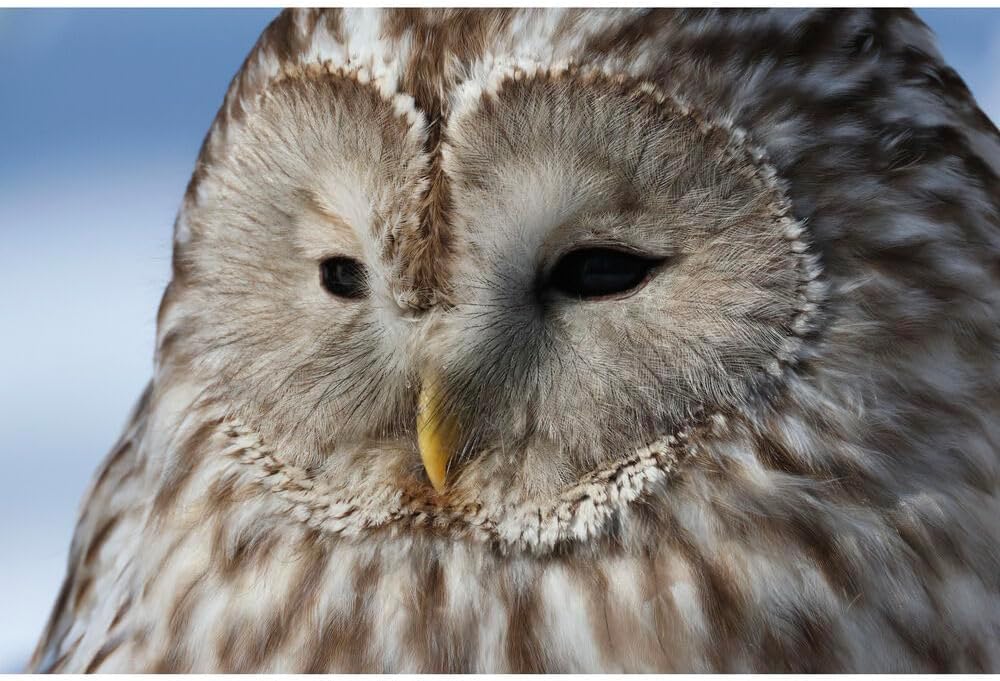 Canon Cameras & Photo:Lenses & Filters:Lenses Canon EOS R7 Mirrorless Camera with RF-S 18-150mm f/3.5-6.3 IS STM Lens